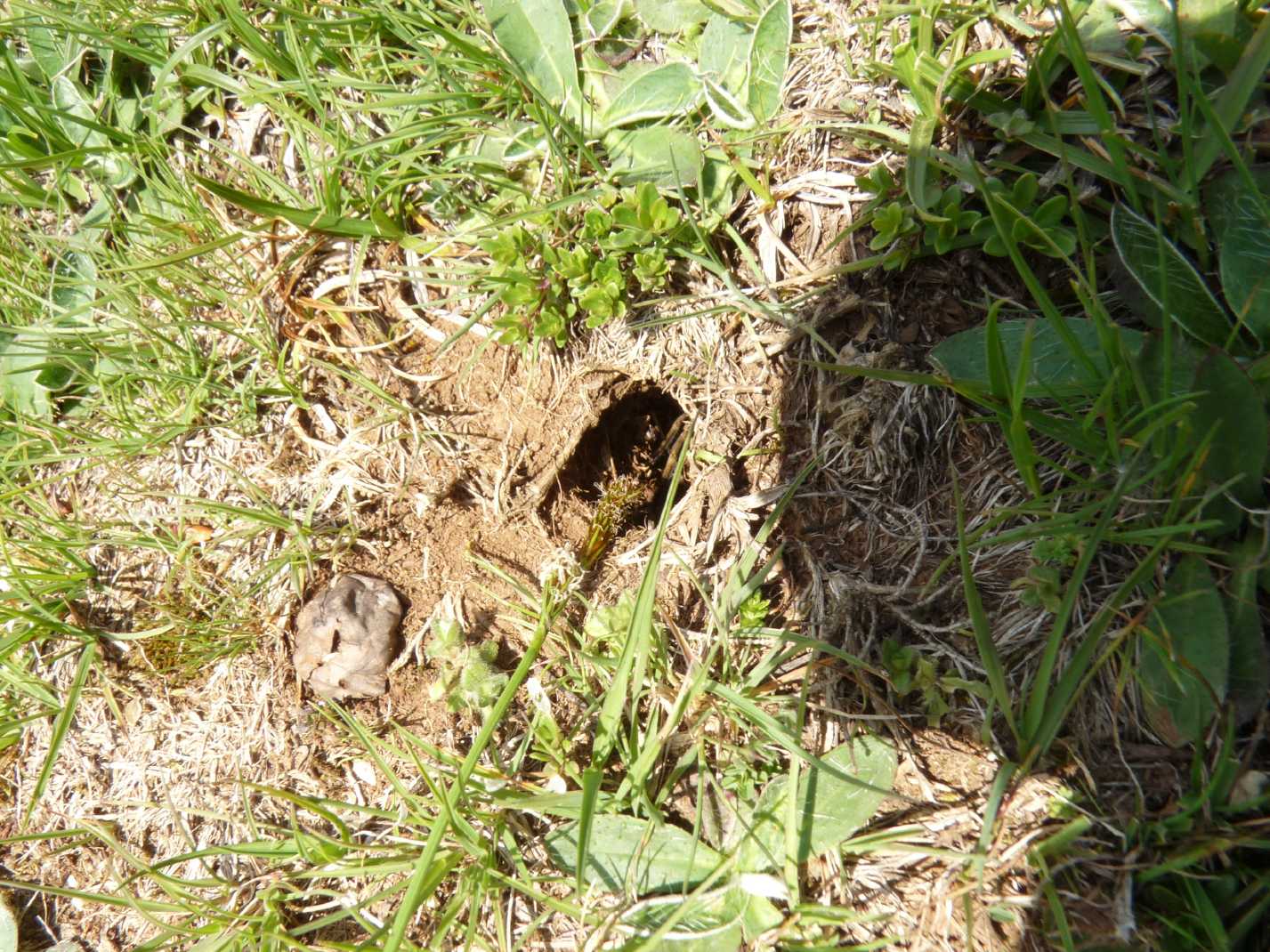 Cuc! Lycosa tarantula - Marcellina (RM)